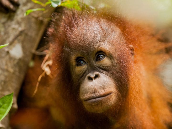 Borneo o Sumatra