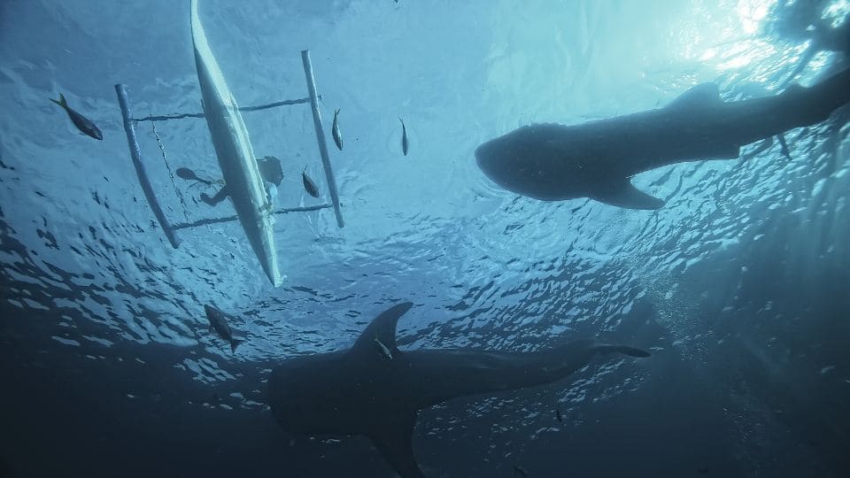 Tiburon Ballena y turismo responsable