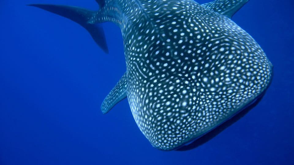 Tiburon Ballena y turismo responsable