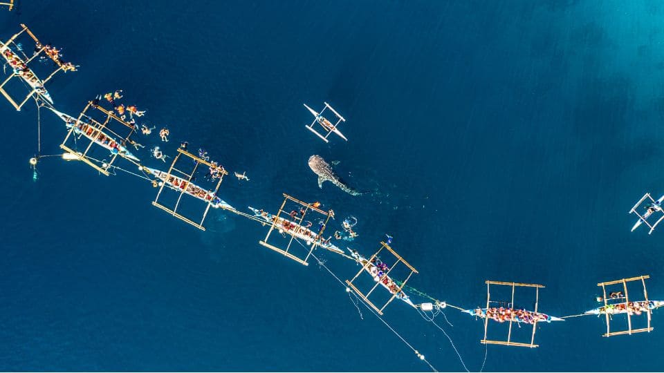 Tiburon Ballena y turismo responsable