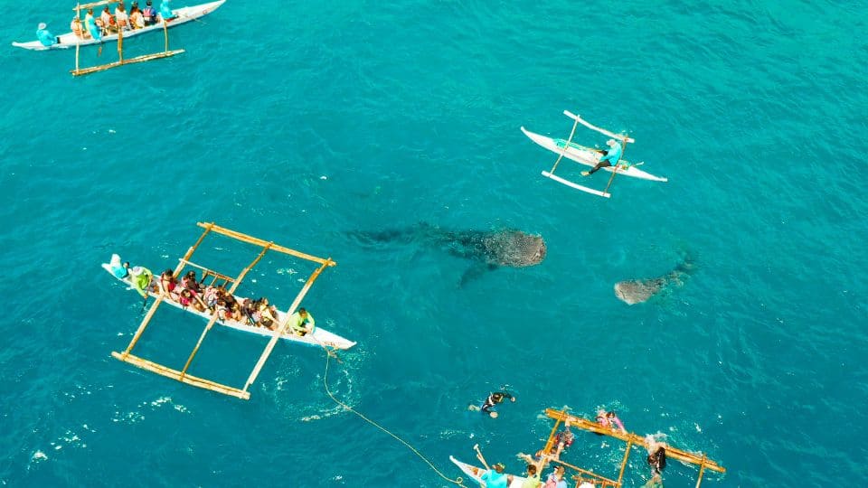 Tiburon Ballena y turismo responsable