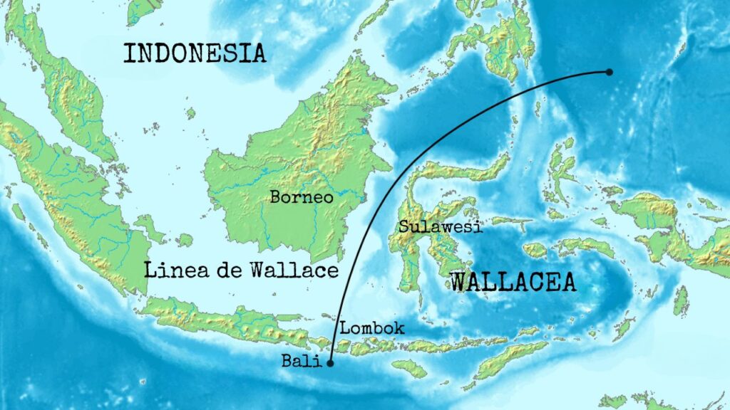 Indonesia Infinita Linea de Wallace