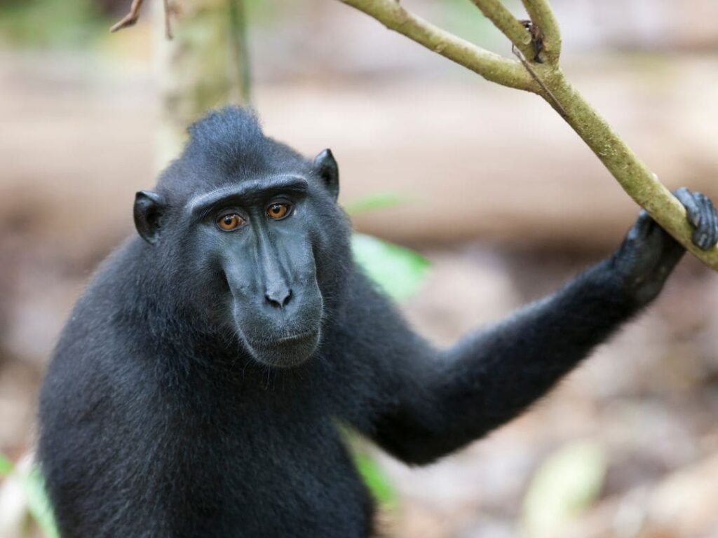 Naturaleza y Fauna de Indonesia
