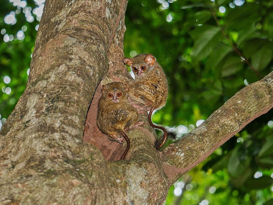 Naturaleza y Fauna de Indonesia