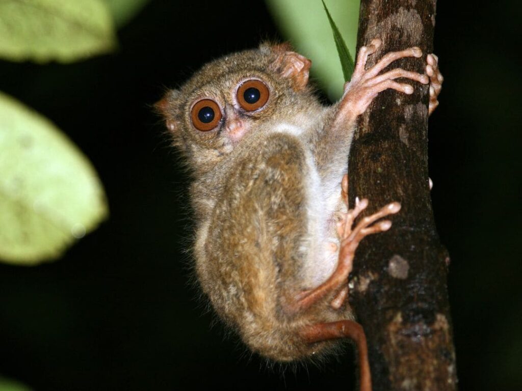 Raja Ampat y Tangkoko