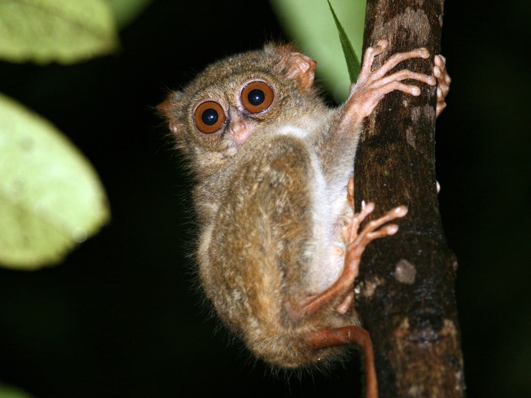 Norte de Sulawesi, Tangkoko, Tomohon y más allá